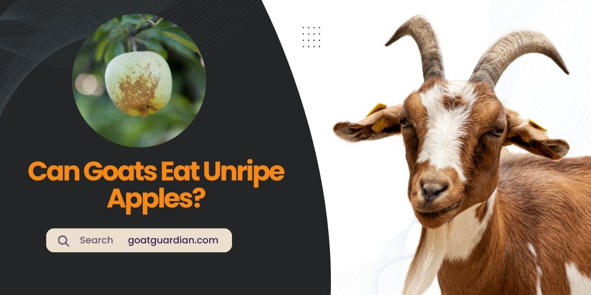 Can Goats Eat Unripe Apples