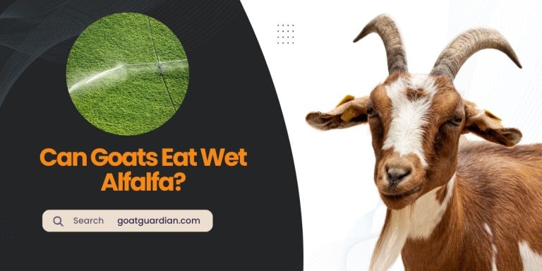 Can Goats Eat Wet Alfalfa? (Expert Opinion)