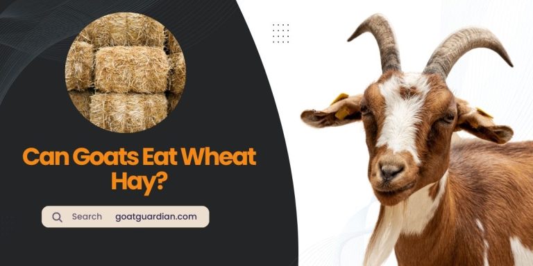 Can Goats Eat Wheat Hay? Is It Good?