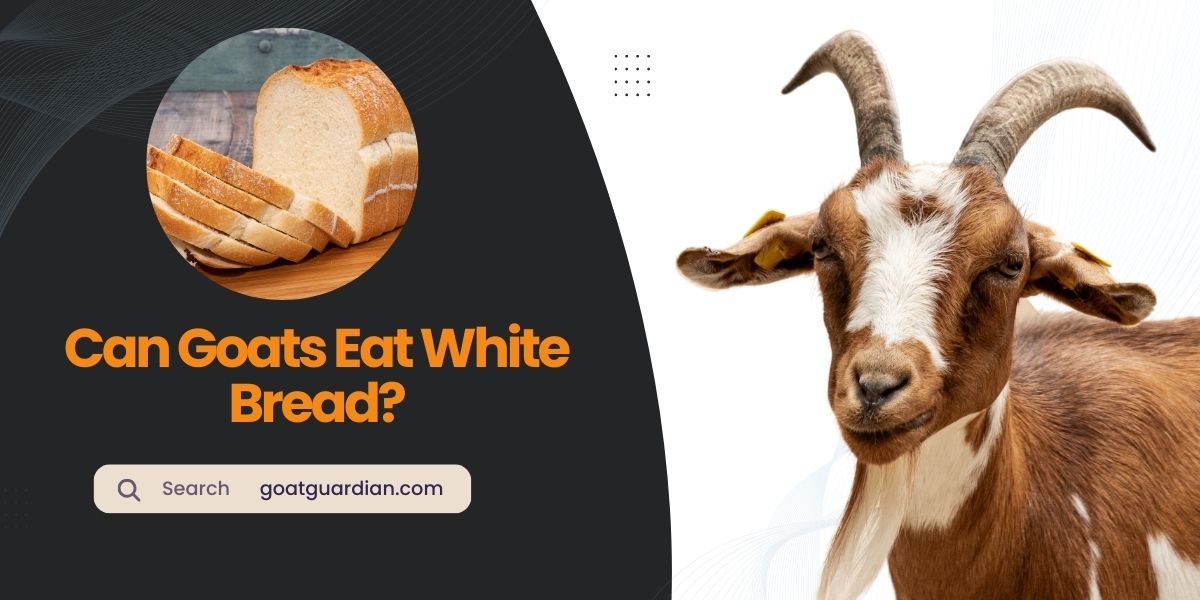 Can Goats Eat White Bread