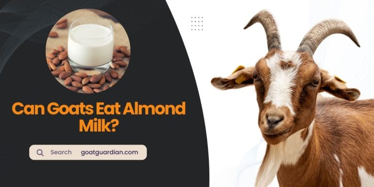 Can Goats Have Almond Milk? (YES or NO)