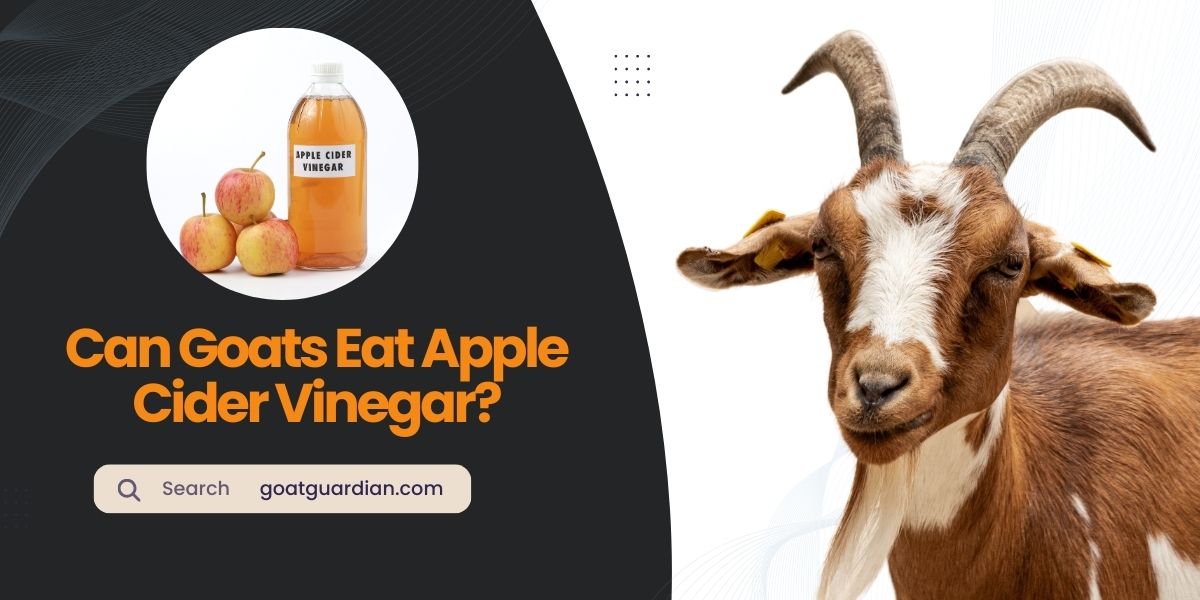 Can Goats Have Apple Cider Vinegar
