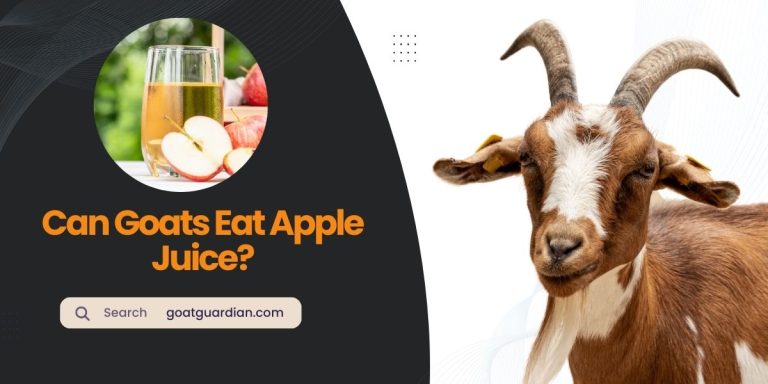 Can Goats Have Apple Juice? (with Nutritional Values)