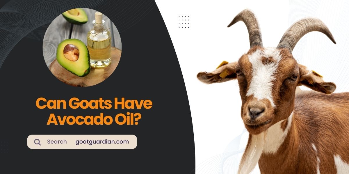 Can Goats Have Avocado Oil