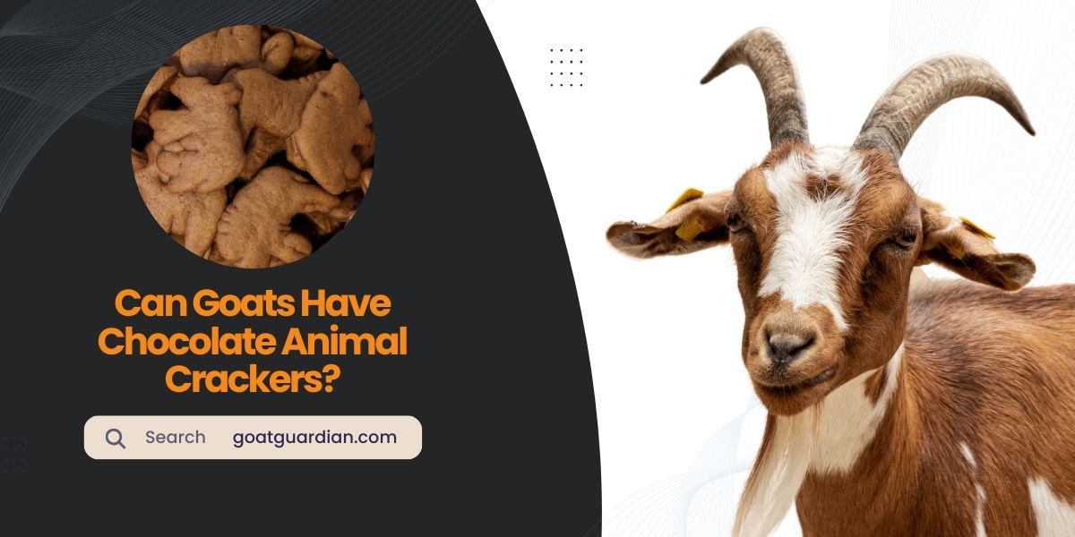Can Goats Have Chocolate Animal Crackers