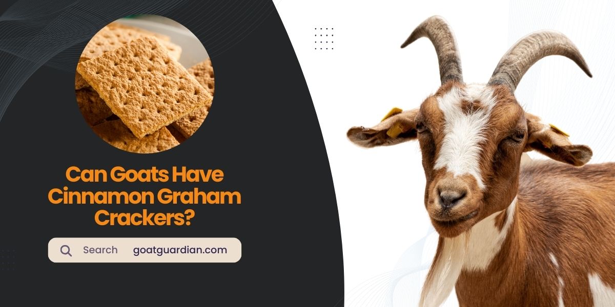Can Goats Have Cinnamon Graham Crackers