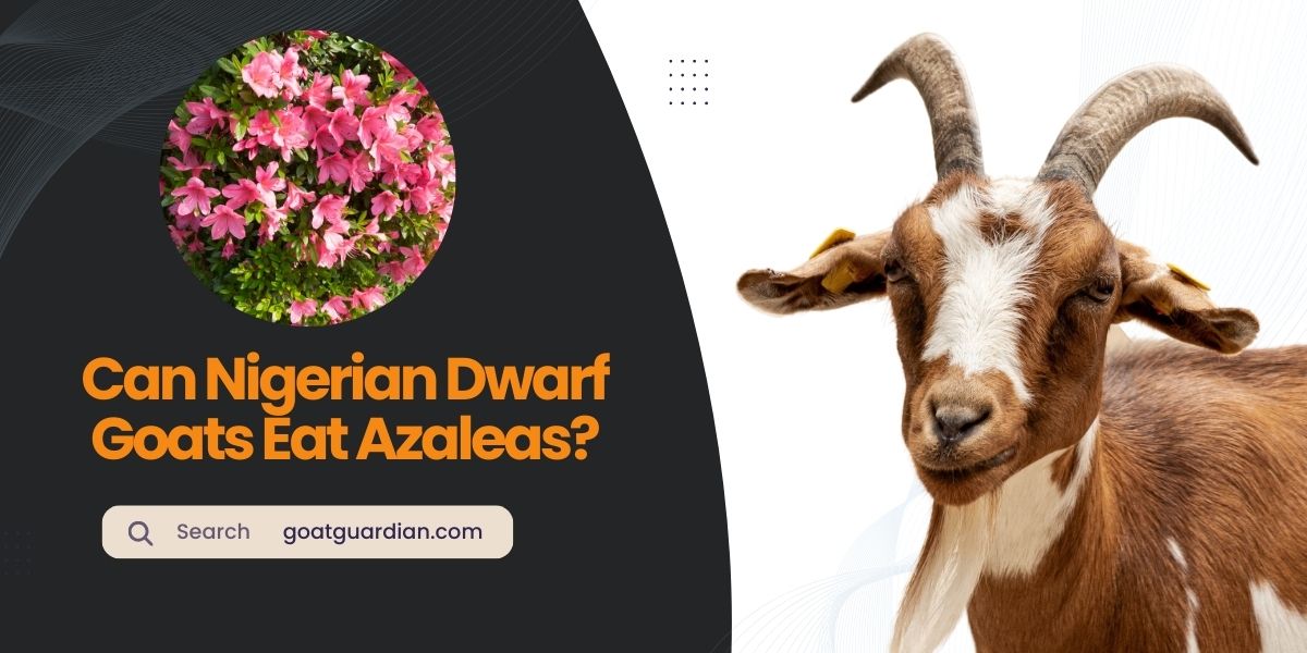 Can Nigerian Dwarf Goats Eat Azaleas