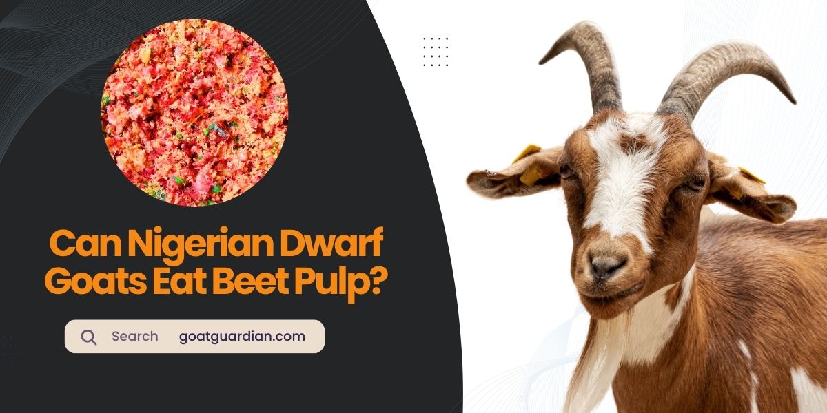 Can Nigerian Dwarf Goats Eat Beet Pulp