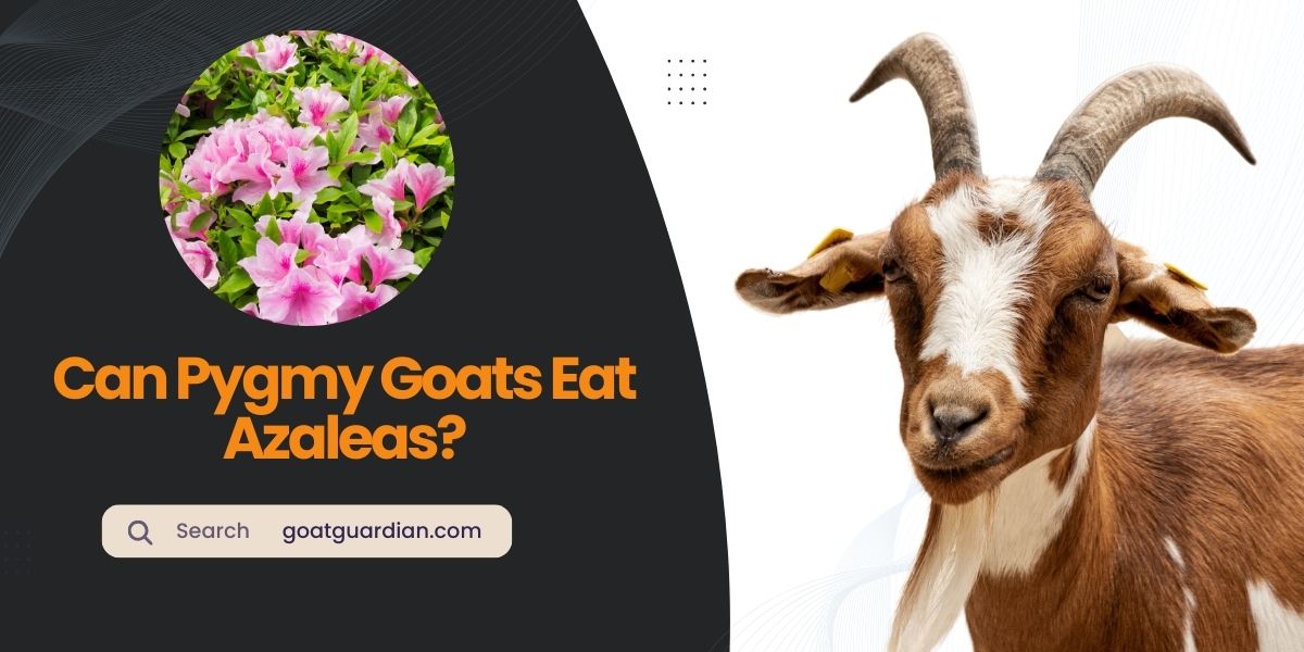 Can Pygmy Goats Eat Azaleas