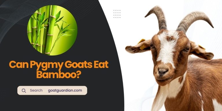 Can Pygmy Goats Eat Bamboo? Is It Safe?