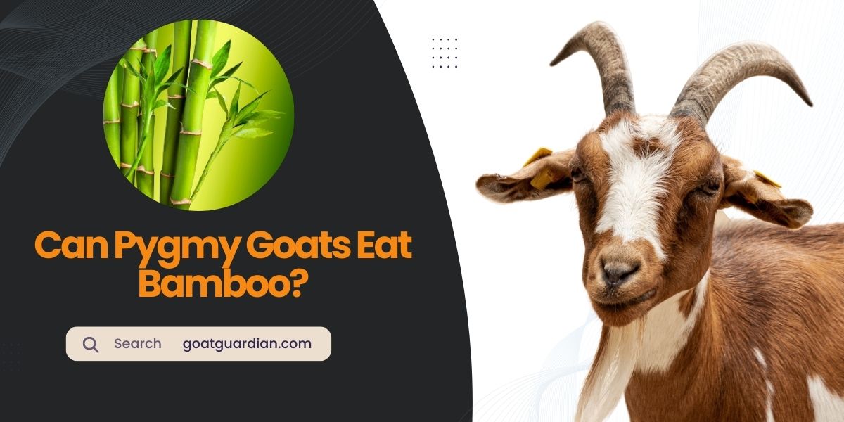 Can Pygmy Goats Eat Bamboo