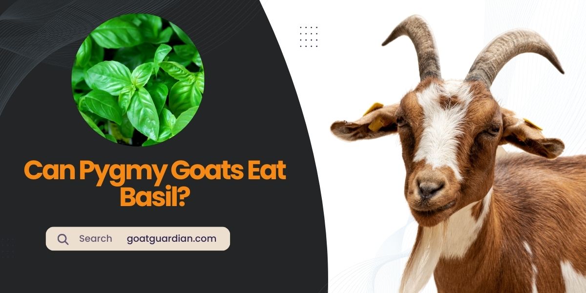 Can Pygmy Goats Eat Basil