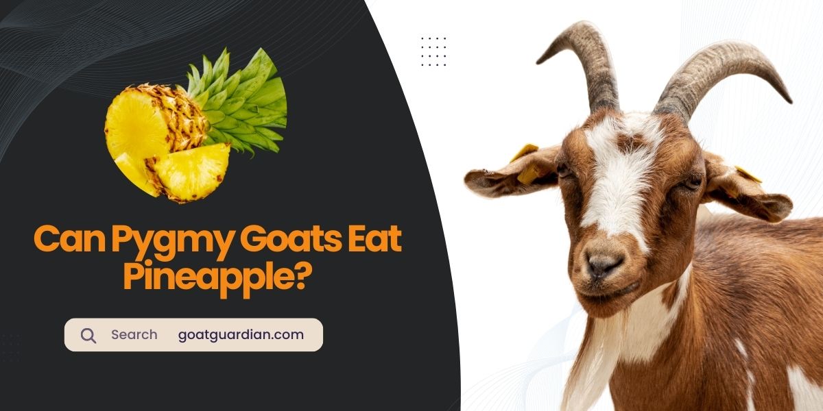Can Pygmy Goats Eat Pineapple