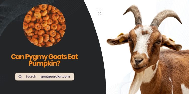 Can Pygmy Goats Eat Pumpkin? (Ways to Introduce)