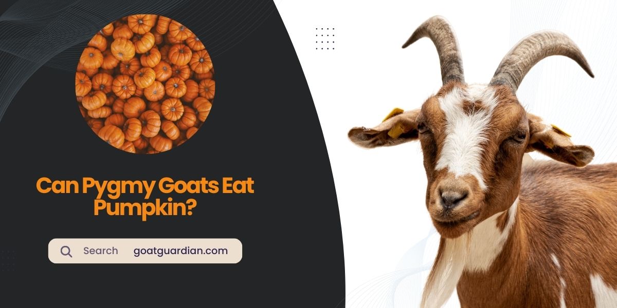 Can Pygmy Goats Eat Pumpkin