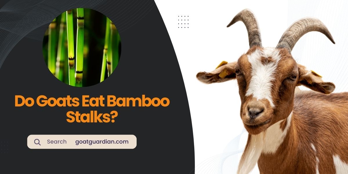 Do Goats Eat Bamboo Stalks