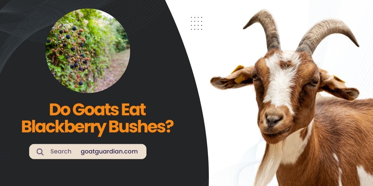 Do Goats Eat Blackberry Bushes