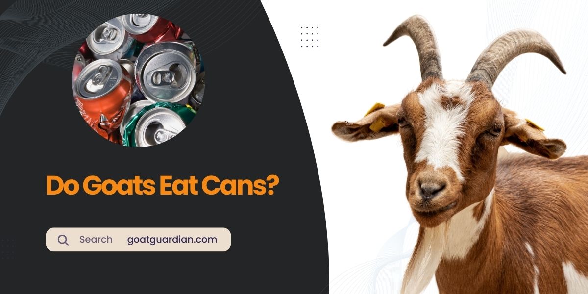 Do Goats Eat Cans