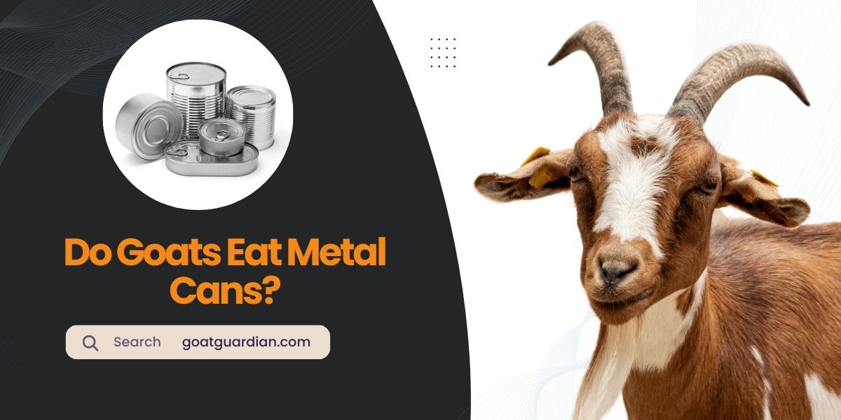 Do Goats Eat Metal Cans