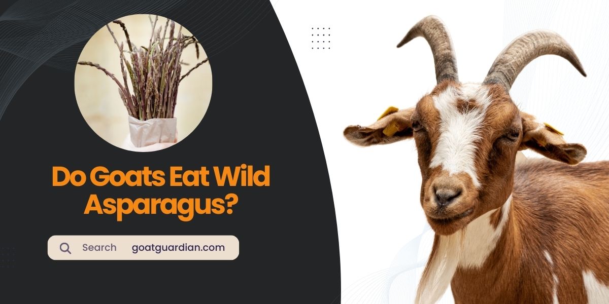 Do Goats Eat Wild Asparagus