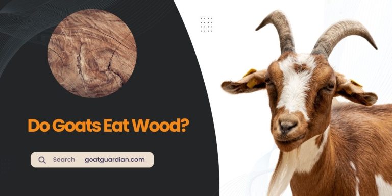 Do Goats Eat Wood? (Myth vs Reality)