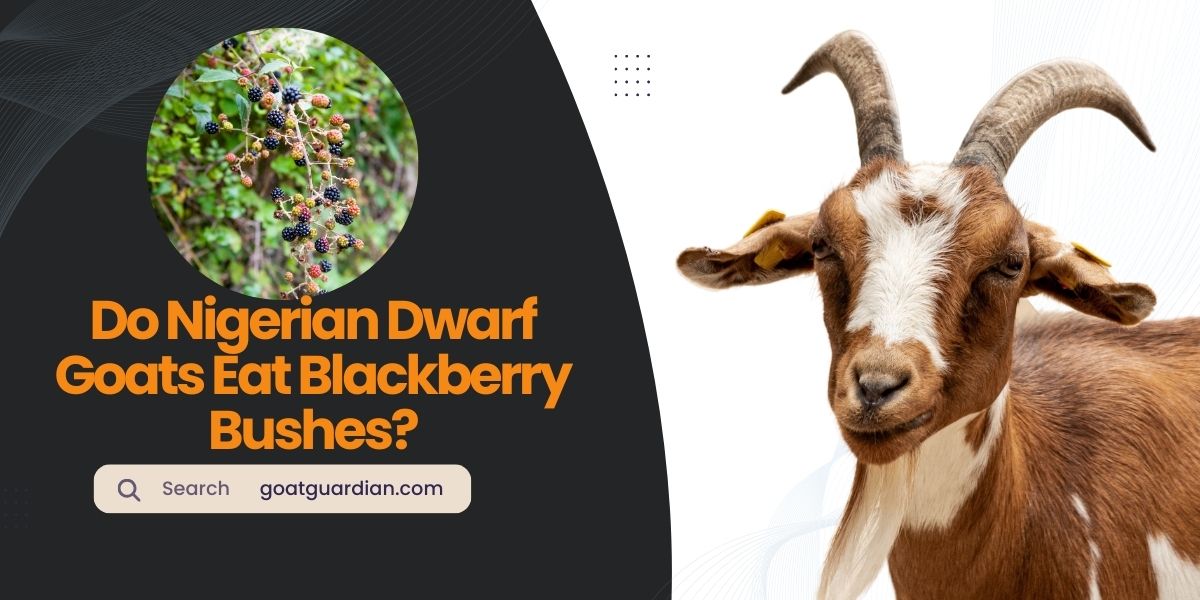 Do Nigerian Dwarf Goats Eat Blackberry Bushes