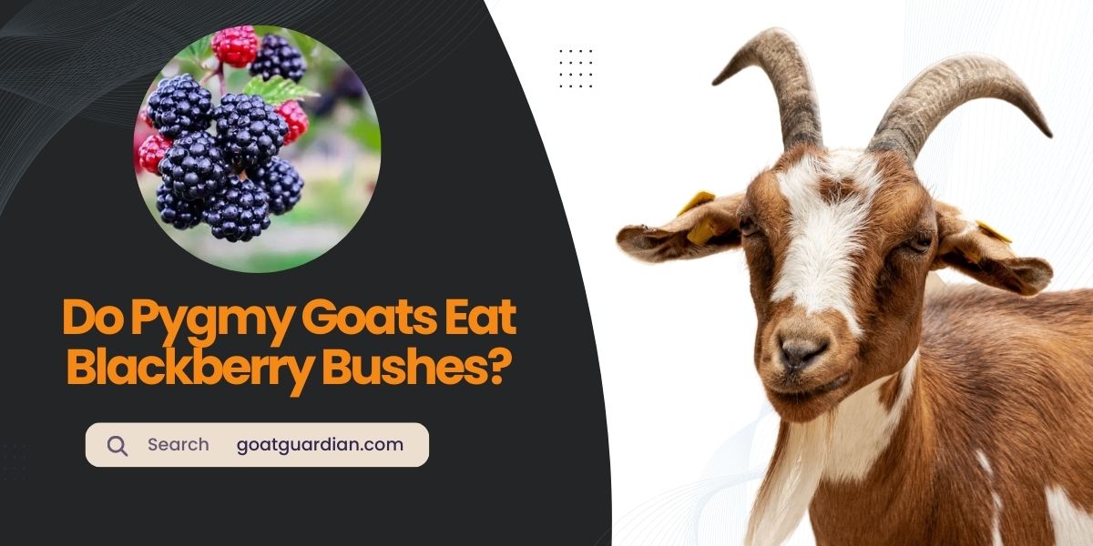 Do Pygmy Goats Eat Blackberry Bushes
