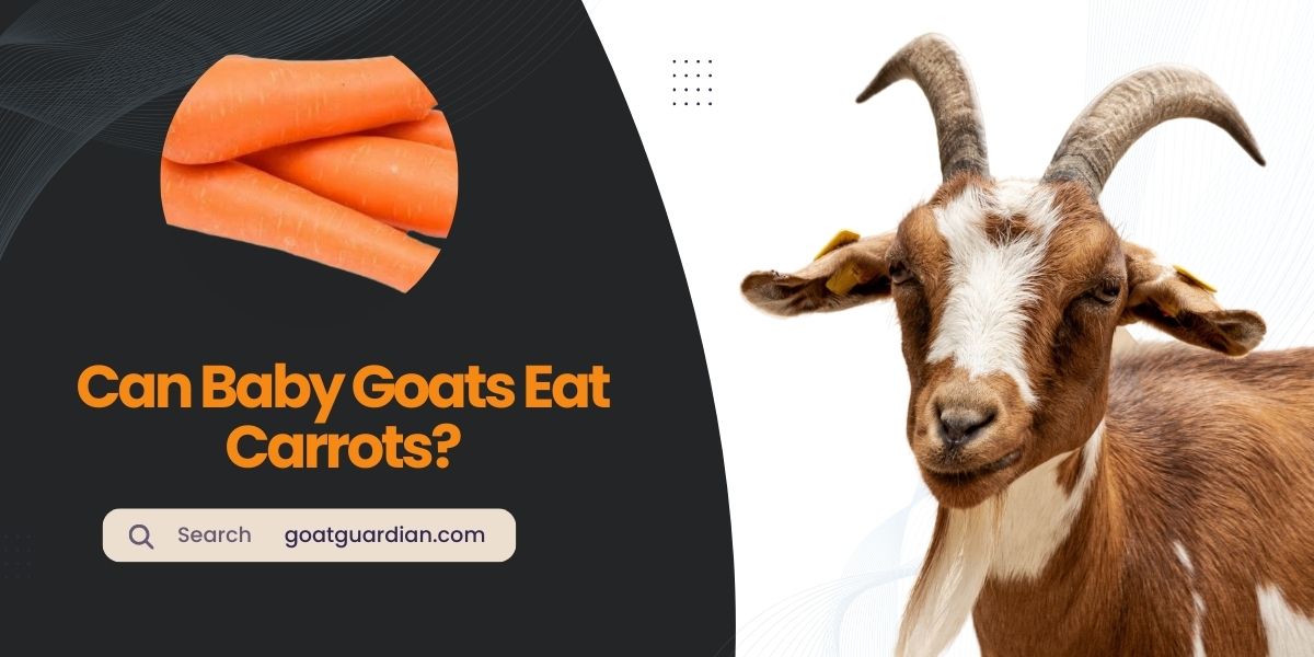 Can Baby Goats Eat Carrots