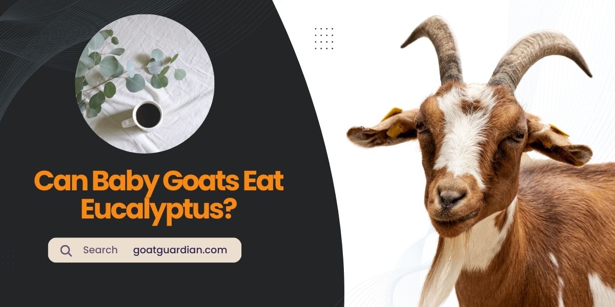 Can Baby Goats Eat Eucalyptus