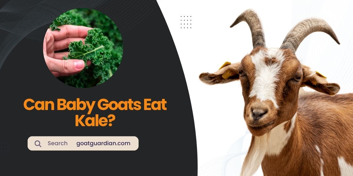 Can Baby Goats Eat Kale