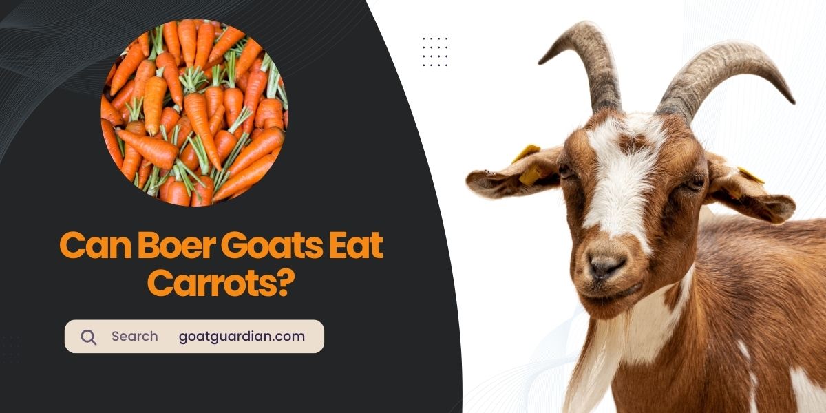 Can Boer Goats Eat Carrots