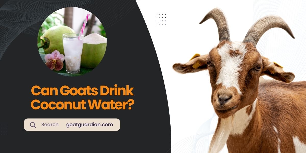 Can Goats Drink Coconut Water