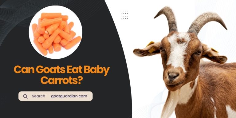 Can Goats Eat Baby Carrots? (Safety and Nutritious)