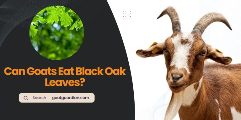 Can Goats Eat Black Oak Leaves? (Signs & Symptoms)