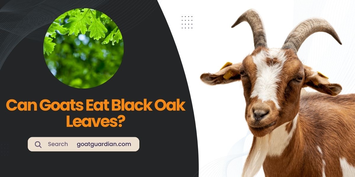 Can Goats Eat Black Oak Leaves