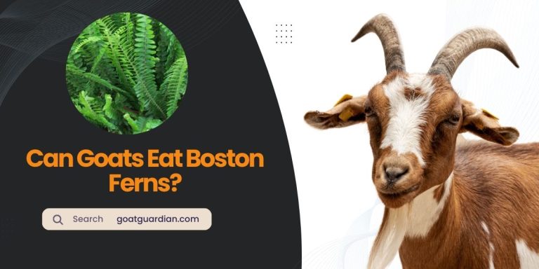 Can Goats Eat Boston Ferns? (Safe or Risky)
