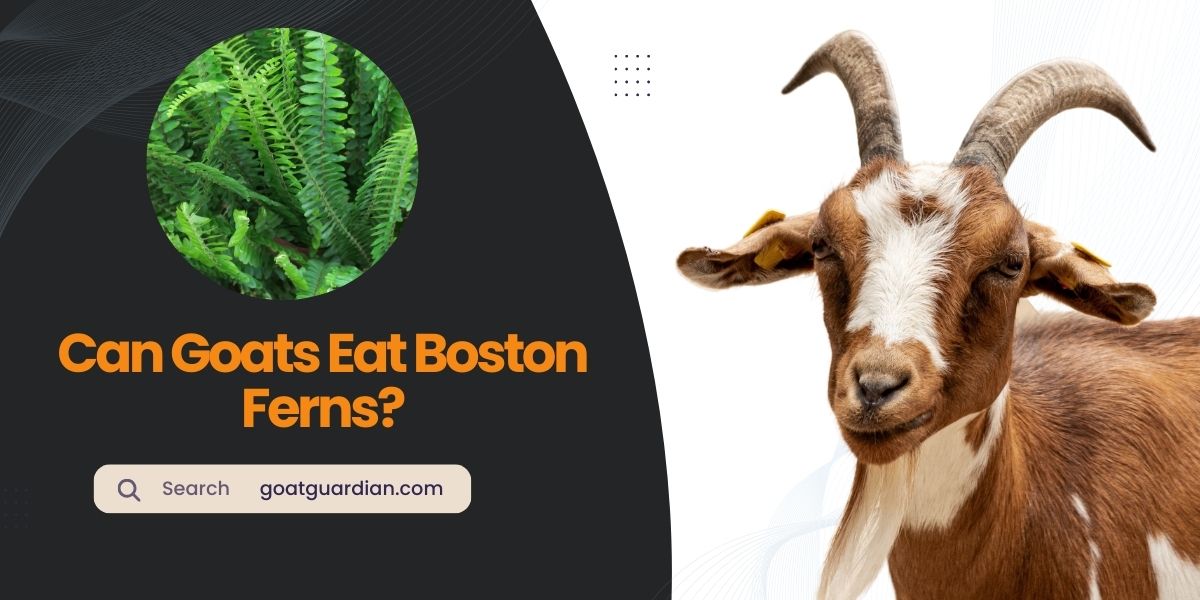 Can Goats Eat Boston Ferns