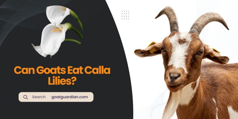 Can Goats Eat Calla Lilies? (Myths and Risks)