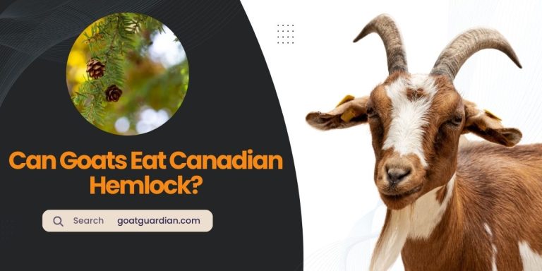 Can Goats Eat Canadian Hemlock? (YES or NO)