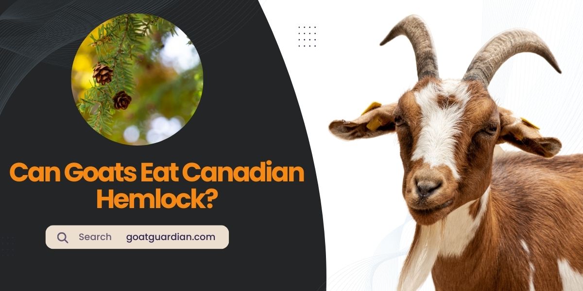 Can Goats Eat Canadian Hemlock