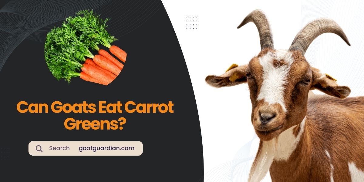 Can Goats Eat Carrot Greens
