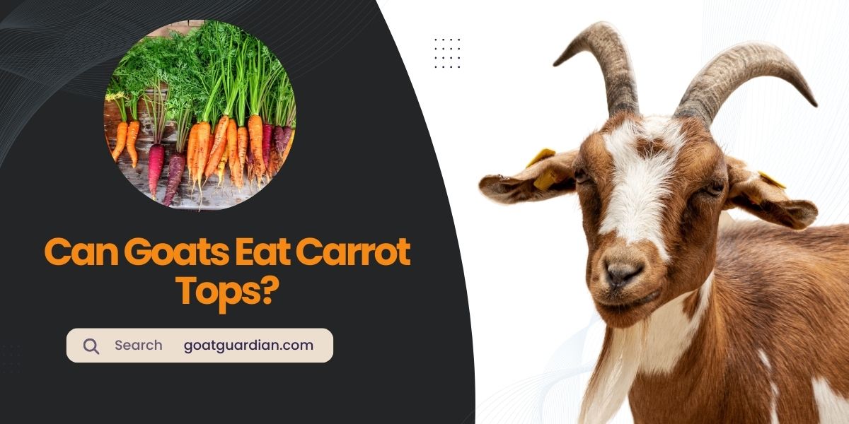 Can Goats Eat Carrot Tops
