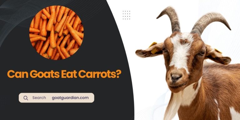 Can Goats Eat Carrots? (Nutritional Value)