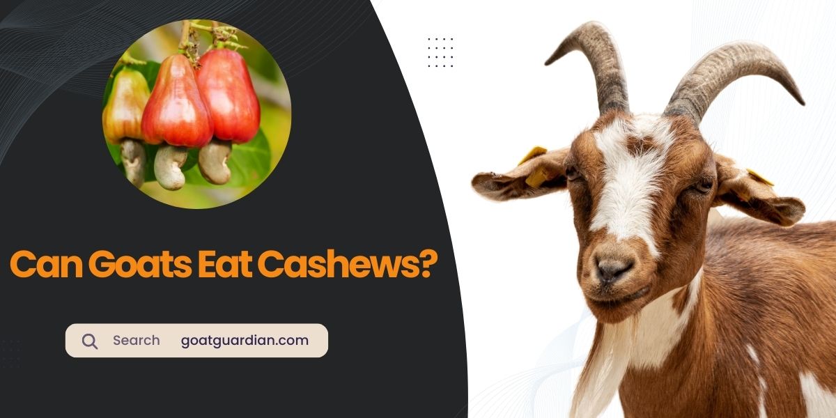 Can Goats Eat Cashews