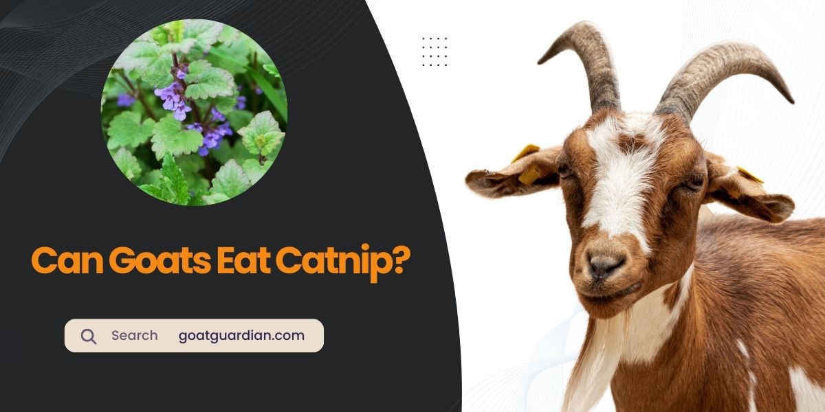 Can Goats Eat Catnip