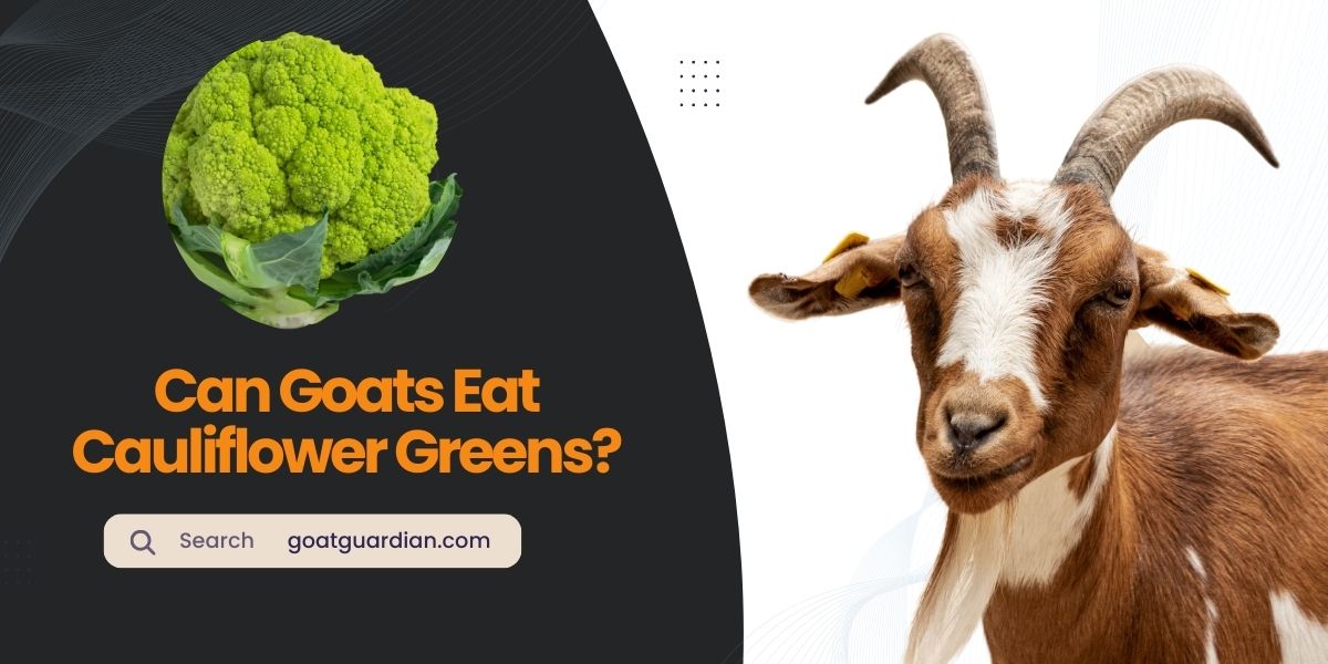 Can Goats Eat Cauliflower Greens