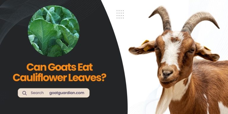 Can Goats Eat Cauliflower Leaves? (Benefits and Risks)