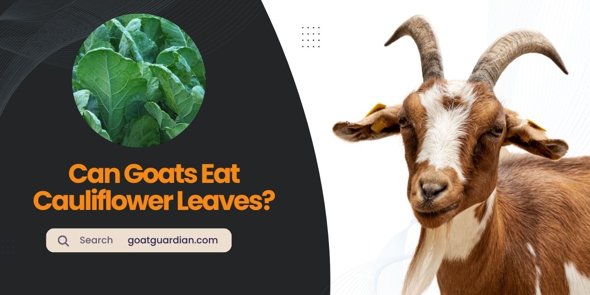 Can Goats Eat Cauliflower Leaves