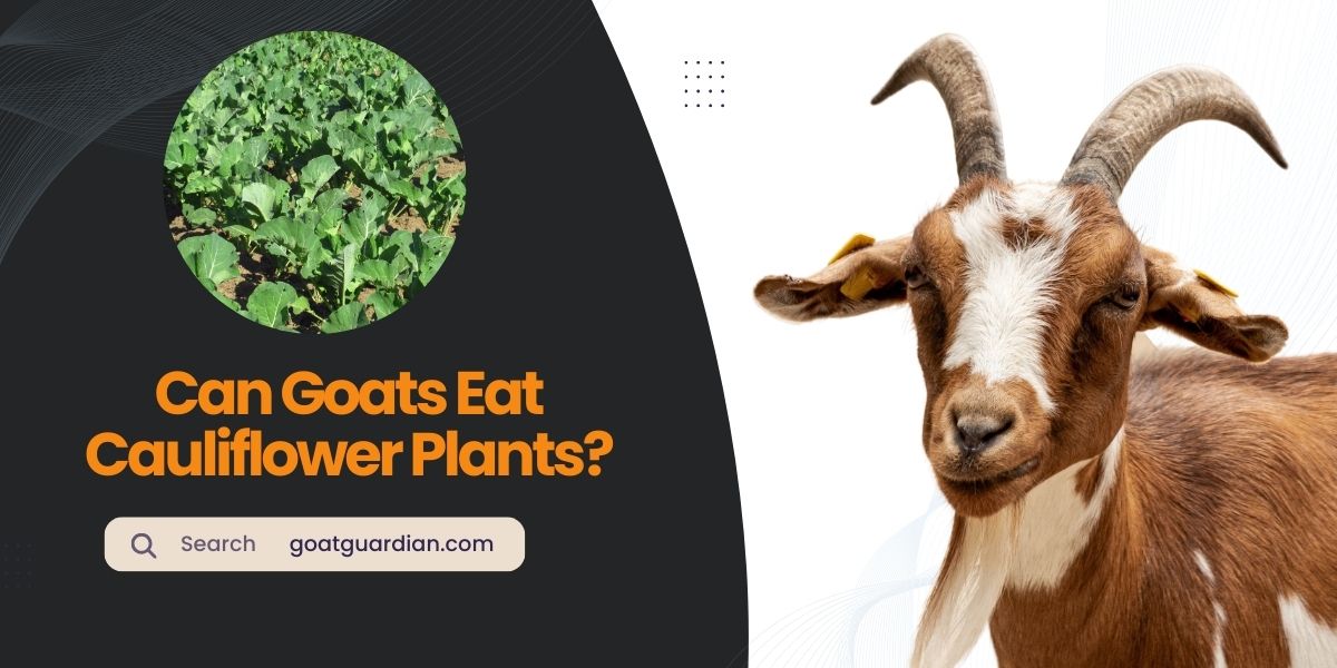 Can Goats Eat Cauliflower Plants