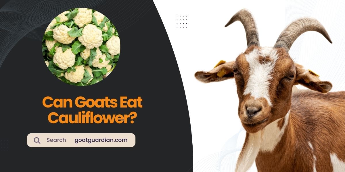 Can Goats Eat Cauliflower